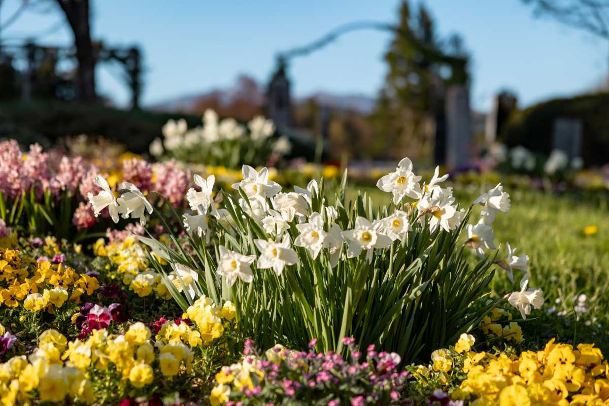 Spomladanska razstava cvetja in tulipanov(12)